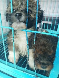 赤峰剪毛狗狗團(tuán)購電話多少啊-第1張圖片