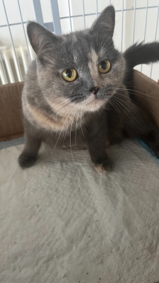 赤峰同城貓舍地址電話號(hào)碼查詢-第1張圖片