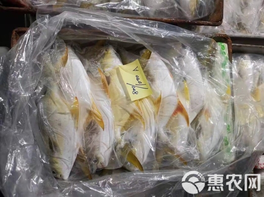 赤峰冰鮮金鯧魚批發(fā)電話地址-第1張圖片