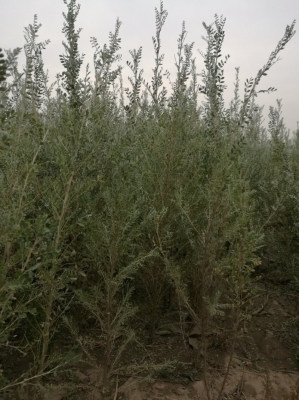 赤峰檸條草廠家直銷電話號碼-第1張圖片