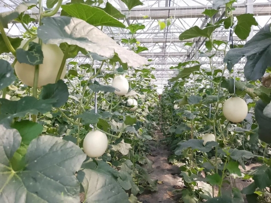 赤峰賈海采摘園電話多少號-第1張圖片