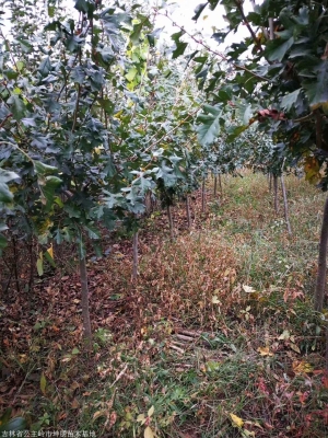 內(nèi)蒙赤峰鵝卵石廠家電話號(hào)碼-第1張圖片