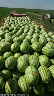 赤峰通遼寵物醫(yī)院電話號碼多少-第1張圖片