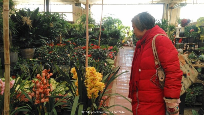 赤峰花卉買(mǎi)賣(mài)平臺(tái)電話是多少號(hào)-第1張圖片