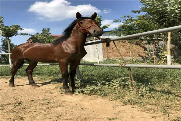 赤峰小馬鑫換輪胎電話號碼查詢-第1張圖片