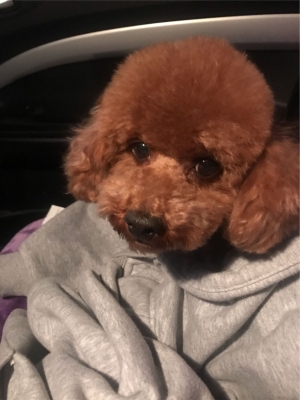 赤峰寵物店電話號碼查詢地址-第1張圖片