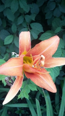 赤峰凡茜美容院地址電話號碼-第1張圖片