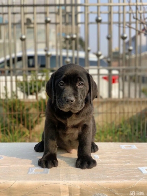 赤峰寵物市場賣狗的電話號碼-第1張圖片