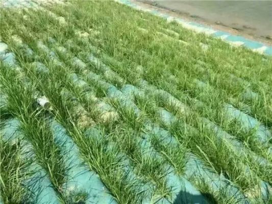 赤峰塑料土工網(wǎng)官網(wǎng)電話號碼-第1張圖片