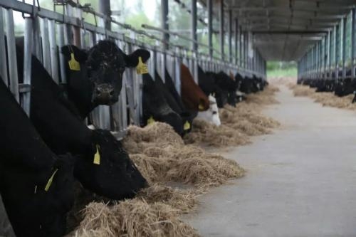 赤峰養(yǎng)牛場(chǎng)招聘電話號(hào)碼是多少-第1張圖片