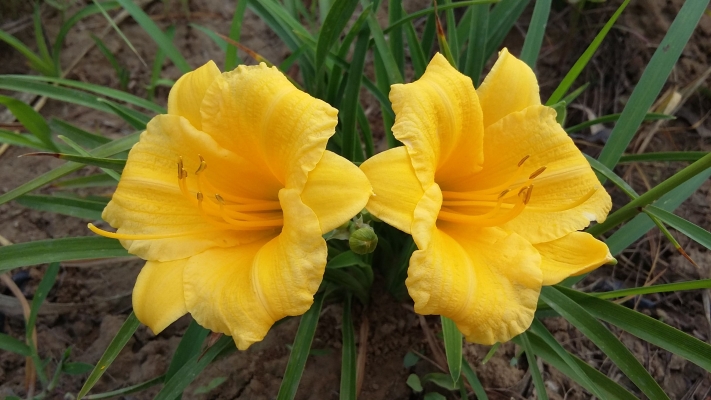 赤峰花草魚蟲市場電話號碼查詢-第1張圖片