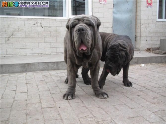 赤峰賣小狗崽電話地址是多少號-第1張圖片