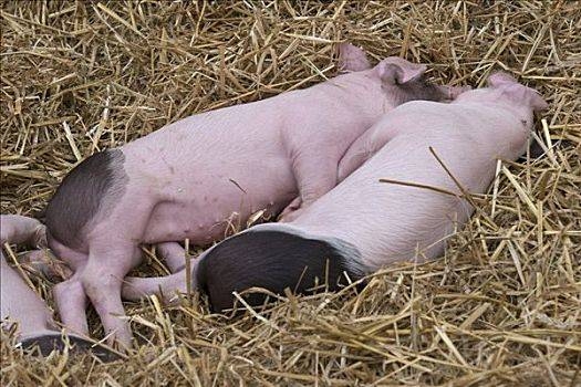 赤峰市豬病檢測中心電話號碼-第1張圖片