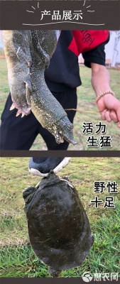 赤峰哪里有賣甲魚的-第1張圖片