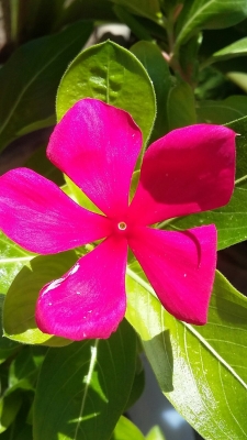 赤峰紅山區(qū)花籃店電話號碼-第1張圖片