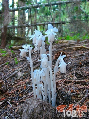赤峰蘭鑫酒城電話多少號-第1張圖片