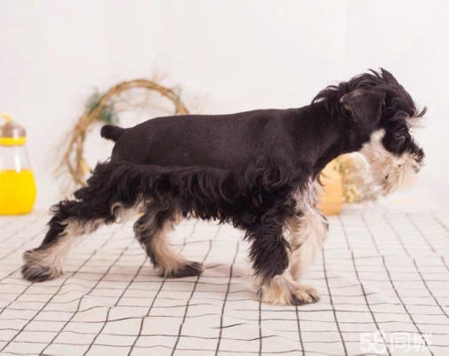 赤峰犬舍在哪?-第1張圖片