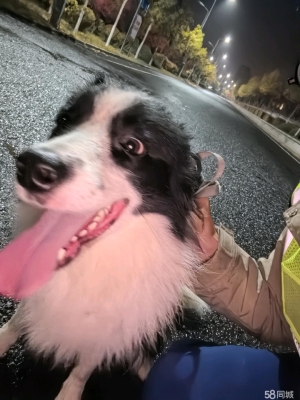 赤峰柚米寵物店地址電話(huà)號(hào)碼-第1張圖片