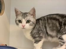 赤峰玖月寵物店電話(huà)地址查詢(xún)-第1張圖片