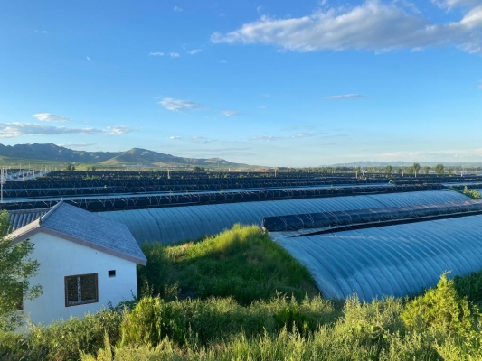 赤峰市北洼采摘園電話號(hào)碼-第1張圖片