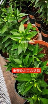 赤峰盆栽送貨上門電話號碼是多少-第1張圖片