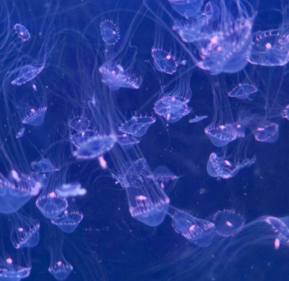 赤峰墨爾城海洋館電話號碼-第1張圖片