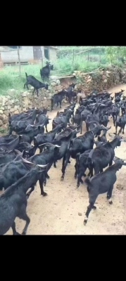 赤峰市大黑羊飯店電話號碼-第1張圖片