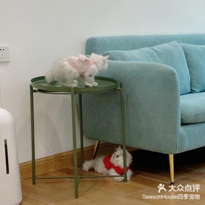 赤峰寵物店金吉拉電話號碼-第1張圖片