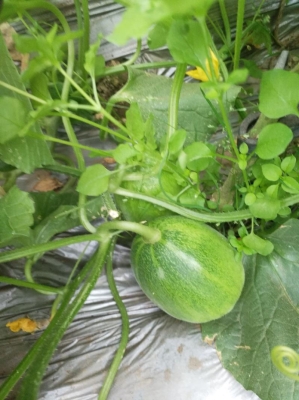 赤峰甜瓜代賣店電話號(hào)碼查詢-第1張圖片