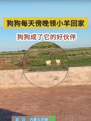 赤峰狗狗咖啡館電話多少號(hào)-第1張圖片