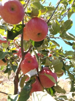 赤峰寧城療養(yǎng)院電話號碼是多少-第1張圖片