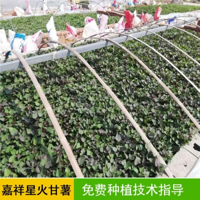 赤峰中華草龜種植基地電話號碼-第1張圖片
