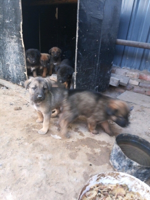 赤峰芭迪寵物曝光電話地址查詢-第1張圖片