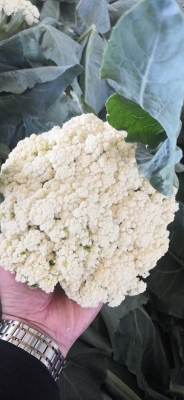 赤峰羊心批發(fā)市場電話號碼-第1張圖片