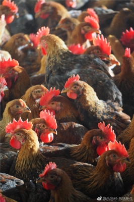 赤峰樂(lè)活膳食坊電話多少號(hào)-第1張圖片