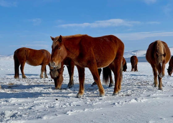 內(nèi)蒙古赤峰沛澤律師電話號碼-第1張圖片
