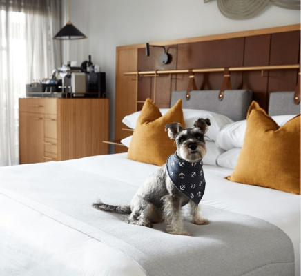 赤峰萬達(dá)附近寵物酒店電話號碼-第1張圖片