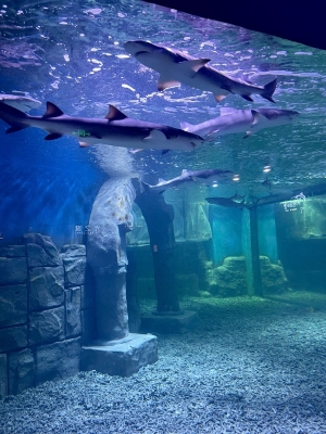 赤峰美吉樂樂園地址電話號(hào)碼-第1張圖片