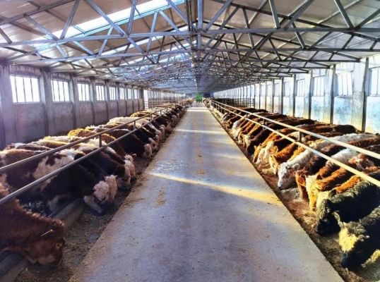 赤峰市肉牛交易中心電話號(hào)碼-第1張圖片