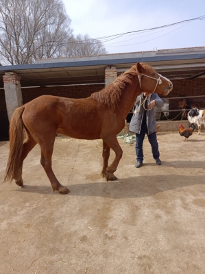 赤峰騾馬市場在哪里啊電話號碼-第1張圖片