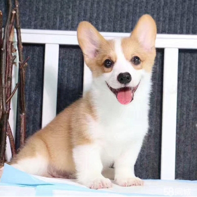 赤峰狗窩專賣店電話號碼查詢-第1張圖片