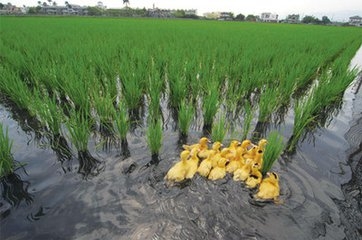 赤峰雛鴨繁殖廠家電話號碼-第1張圖片