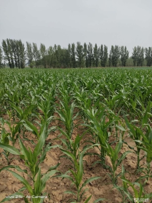 赤峰同城蔬菜團(tuán)購電話號碼查詢-第1張圖片