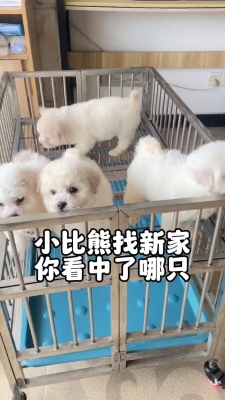 赤峰比熊寵物店電話地址查詢-第1張圖片