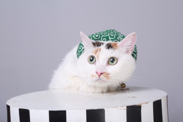 赤峰寵物照相館電話多少號-第1張圖片