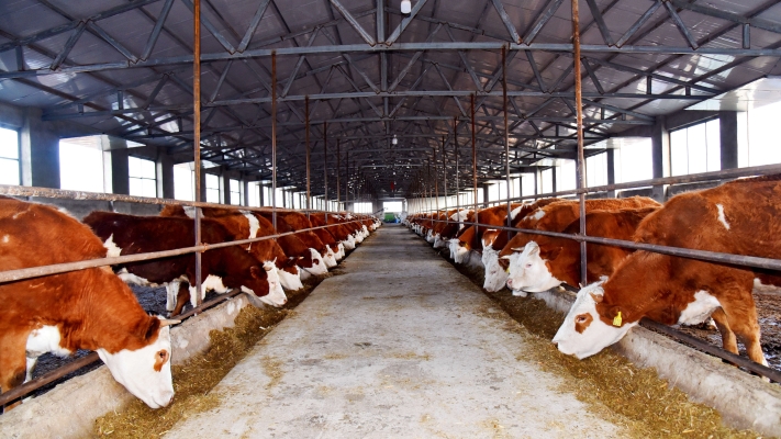 赤峰林西狗場電話號碼多少-第1張圖片