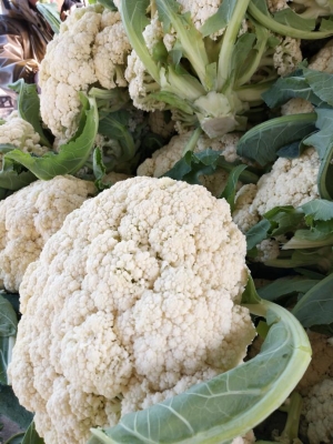 赤峰有機(jī)散花種植基地電話(huà)號(hào)碼-第1張圖片