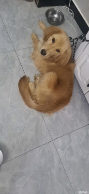 赤峰明洋動(dòng)物診所電話多少號(hào)-第1張圖片