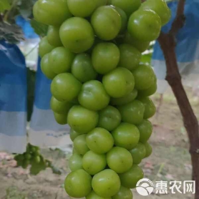 赤峰冷棚羊圈廠家電話(huà)地址查詢(xún)-第1張圖片