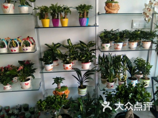 赤峰米朵花店電話多少號碼-第1張圖片